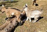 bottle baby buckling nigerian/ pigmy