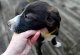 Border Collie pups. Last 2!