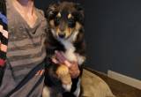 female Australian shepherd