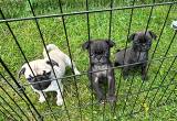 pug puppies