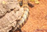 blue tongue skink