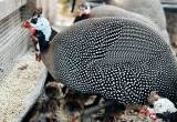 Guinea Fowl, Guinea Keets, Guinea Eggs