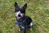 Australian Cattle Dog