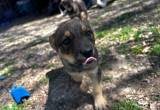 German Shepard/ Blue heeler mix