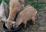 Nigerian Dwarf Goats