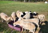 Katahdin sheep herd