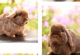 Pedigreed Holland Lop Bunny Rabbits