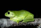 green tree frogs