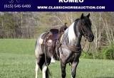 Deluxe Kentucky Mtn Blue Roan