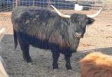 Scottish Highland cow