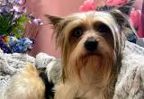 male Yorkie