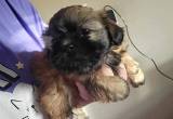 shih Tzu female