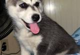 female husky pup needing new home set