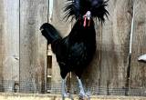 Black Polish Rooster for sale