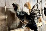 Silver Laced Polish Rooster