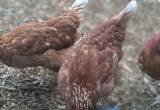 Holistically Raised Laying Hens