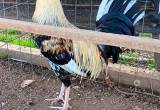 gamefowl