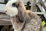 Holland Lop