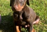 AKC Doberman puppies for rehome