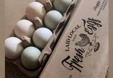 Farm Raised Duck Eggs_$8.00/dozen