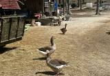 Toulouse geese pair