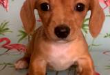 Miniature Dachshund