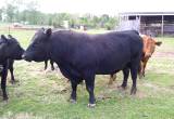 Great Registerd Black Angus Bull