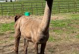 Female Llama