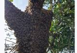 Honeybee removal