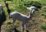 alpaca stud for sale