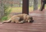 AKC Golden Retriever Puppies : OFA & DNA