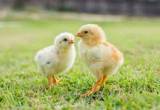 Mixed breed baby Chicks.