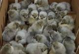 Lavender Orphington Chicks