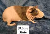 Skinny Guinea Pig