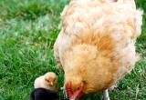 Buff Mama Hen w/ 8 chicks