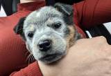 mini male blue heeler