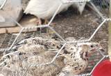 jumbo coturnix quail