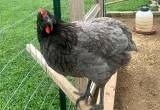 Blue Rock/ Saffire Gem 1 year Chicken Hen