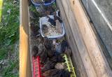 20 Coturnix Quail