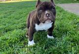 ABR Bully Pup