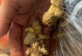 button quail