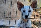 texas heeler puppies