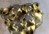 10 Muscovy ducklings