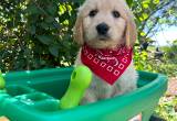 Goldendoodle Puppies!