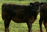 High-Angus heifer