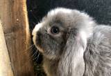 Holland Lop Doe Bunny Rabbit