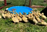 Ducklings / Baby Ducks