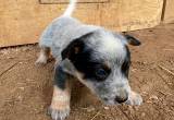 Blue Heeler puppies