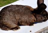 New Zealand Buck Rabbits