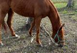 red roan quarter filly